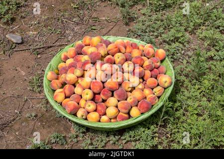 Cueillir des pêches fraîches et mûres dans les arbres dans le grand panier Banque D'Images