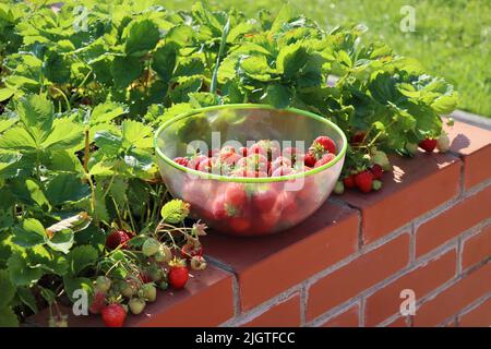 Un jardin de légumes moderne avec des lits à visière surélevée . Lits surélevés jardinage dans un jardin urbain . Bol plein de fraise Banque D'Images