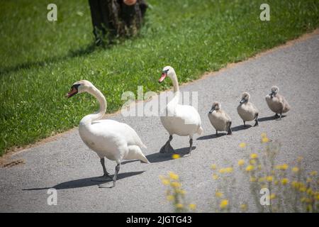 Mute Swan famille (Cygnus olor) marche dans la rue Banque D'Images