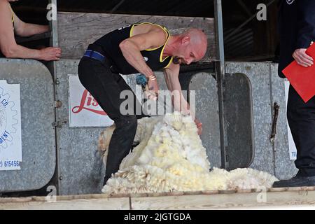 EXETER, DEVON - 18 MAI 2017 Devon County Agricultural Show - concours de tonte de mouton (cisailles à main) debout Banque D'Images