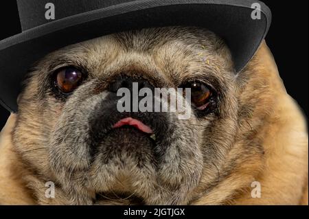 Gros plan du vieux chien en chapeau noir. Chien mignon. PUG regarde malheureusement l'appareil photo sur fond noir Banque D'Images