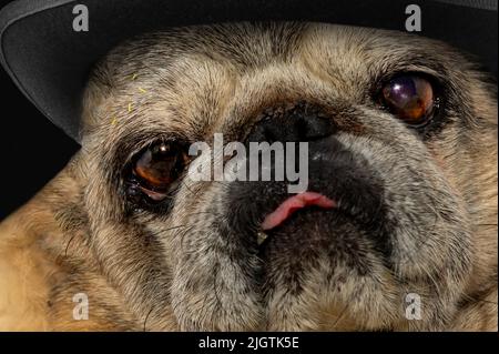 Gros plan du vieux chien en chapeau noir. Chien mignon. PUG regarde malheureusement l'appareil photo sur fond noir Banque D'Images