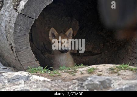 Non exclusif: VINNYTSIA, UKRAINE - 07 JUILLET 2022 - un loup pup arctique sort d'un lieu de cachette à l'enceinte du zoo de Podilskyi, Vinnytsia, Banque D'Images