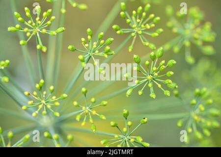Herbes culinaires, aneth fleuri dans un lit de jardin Banque D'Images