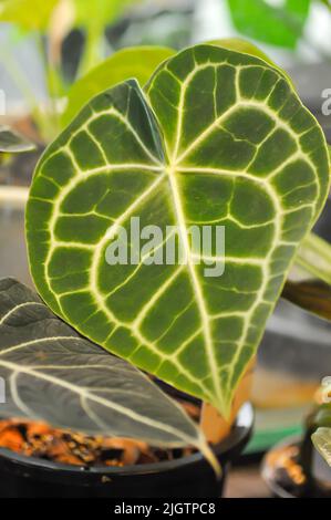 Anthurium clarinervium, Anthurium cristallinum ou Anthurium hybride ou feuille verte Banque D'Images