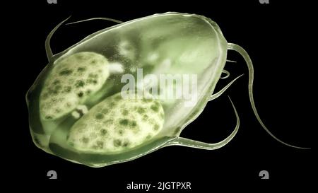 Giardia intestinalis en gros plan - 3D rendu Banque D'Images