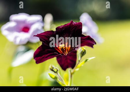 Fleurs exotiques du grimpeur australien tendre, Pandorea jasminoides poussant à côté de Salpiglossis sinuata, fleur de langue peinte - trompettes noires, Banque D'Images