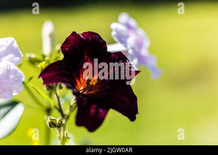 Fleurs exotiques du grimpeur australien tendre, Pandorea jasminoides poussant à côté de Salpiglossis sinuata, fleur de langue peinte - trompettes noires, Banque D'Images