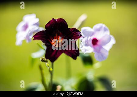 Fleurs exotiques du grimpeur australien tendre, Pandorea jasminoides poussant à côté de Salpiglossis sinuata, fleur de langue peinte - trompettes noires, Banque D'Images