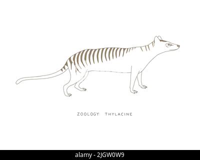 Zoologie : Thylacine. Contour graphique d'un tigre de tylacine/tasmanie. Illustration d'origine Banque D'Images