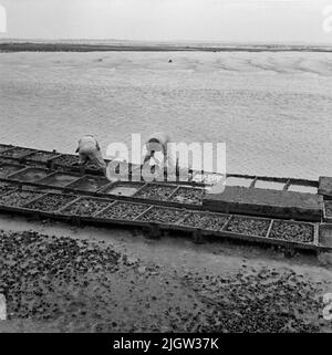 Des fermes ostréicoles de la côte atlantique en octobre 1959. Le Croisic, France. Deux hommes nettoient et trient des lits de culture d'huîtres. En arrière-plan une baie de mer avec des plages de sable.12. France. Le journal photo est disponible à B.M.A. + photo album.12 photos en série. Banque D'Images