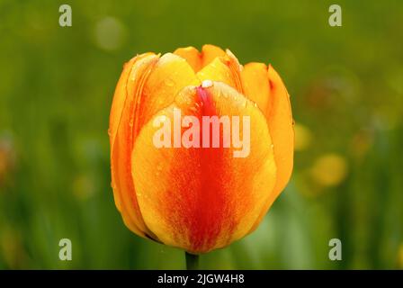 Fleur de tulipe jaune rouge, gros plan. Après la pluie. Avec gouttes d'eau sur les pétales. Dans le parc. Arrière-plan flou et coloré. Puchov, Slovaquie. Banque D'Images