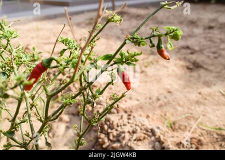 Vin rouge mûr bio poussant sur une plante de piment vert. Plantation fraîche dans le jardin de cuisine production végétale biologique maison. Avec fond de sol de boue Banque D'Images