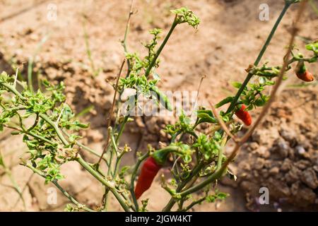 Vin rouge mûr bio poussant sur une plante de piment vert. Plantation fraîche dans le jardin de cuisine production végétale biologique maison. Avec fond de sol de boue Banque D'Images