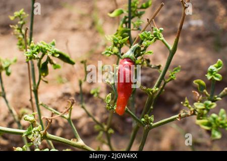 Vin rouge mûr bio poussant sur une plante de piment vert. Plantation fraîche dans le jardin de cuisine production végétale biologique maison. Avec fond de sol de boue Banque D'Images