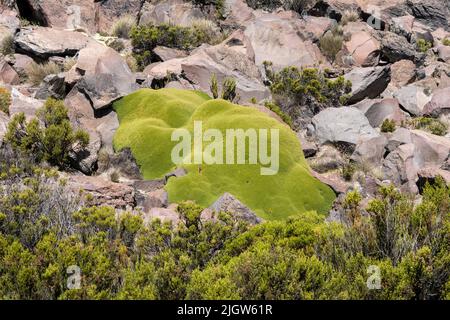 Yareta ou Llareta, Azorella compacta, croissant dans les rochers du parc national de Lauca sur l'altiplano andin Chili. Banque D'Images