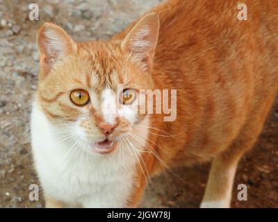 Une enceinte égyptienne ery rue domestique rayé beige chat sur la route dans la rue avec une expression faciale, debout et regardant la caméra, se Banque D'Images