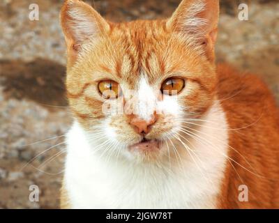 Une enceinte égyptienne ery rue domestique rayé beige chat sur la route dans la rue avec une belle expression faciale et regardant la caméra, selec Banque D'Images