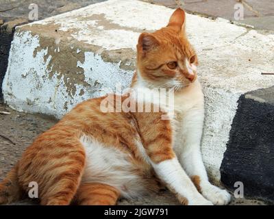 Une enceinte égyptienne ery rue domestique rayé beige chat sur la route dans la rue avec une expression faciale, s'allonger sur la route et regardant, sélectionnez Banque D'Images