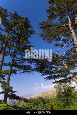 Réserve naturelle de la forêt de Cèdre de Tannourine, gouvernorat du Nord-Liban, Tannourine, Liban Banque D'Images