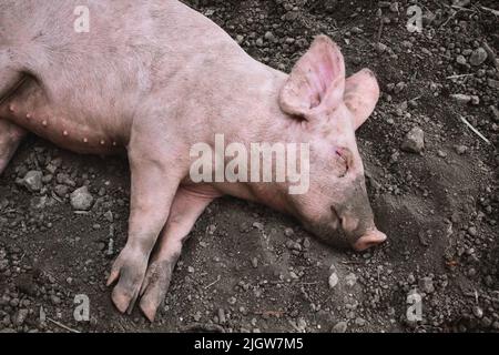 Un cochon de vache féminin dormant sur le sol sur un sol sombre Banque D'Images