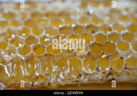 Cellules hexagonales en nid d'abeille avec du miel qui tiennent les oeufs de la reine abeille et emmagasiner le pollen et le miel que les abeilles ouvrières apportent à la ruche, masse de prismati Banque D'Images