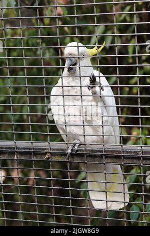 050 un oiseau blanc de cacatoès à la crème de soufre perçant sur une barre métallique dans une cage. Brisbane-Australie. Banque D'Images