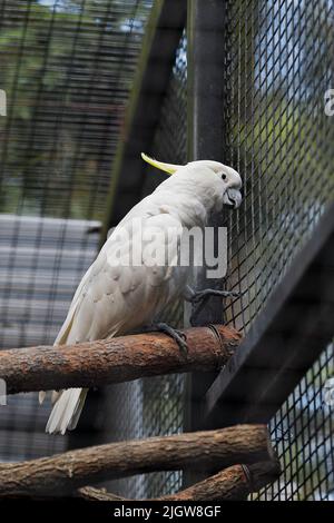 051 oiseau blanc de cacatoès à crête de soufre perçant sur une barre en bois dans une cage. Brisbane-Australie. Banque D'Images