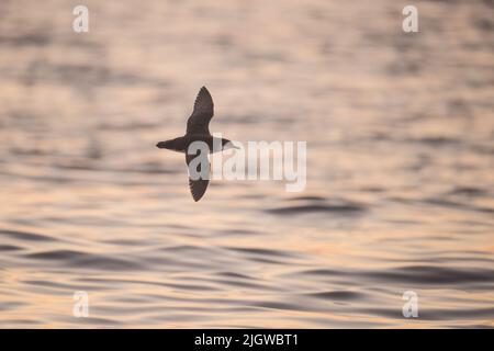 Manx shearwater (Puffinus puffinus) se réunit au crépuscule dans la baie de St Brides, Pembrokeshire, pays de Galles, Royaume-Uni Banque D'Images