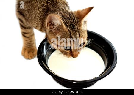 Jeune chat de rue Egyptien ery avec un bol en plastique de lait en face de lui, un petit chaton rayé semi-possédé boire du lait isolé sur le backgrou blanc Banque D'Images