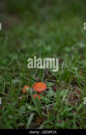 Le champignon Hygrocybe miniata qui pousse entre l'herbe verte luxuriante Banque D'Images