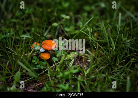 Le champignon Hygrocybe miniata qui pousse entre l'herbe verte luxuriante Banque D'Images