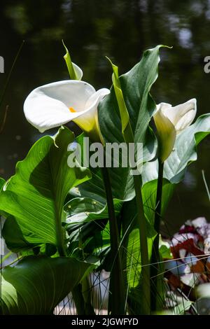 Des Calles fantastiques fleurissent dans le parc Monceau, Paris à la mi-mai en france. Banque D'Images