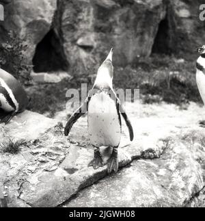 Pinguin im Berliner Zoo - Original-Bildunterschrift: Ein eitler, stolzer Vater ist Meister Pinguin. Während seine Gattin und das neugeborene Kleine noch im Versteck leben, lässt sich der Vater gebühren bestaunen, Berlin, Allemagne 1955. Banque D'Images