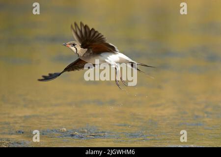 Un adulte a fait un collage à pratincole en volant dans la dernière lumière de l'après-midi dans une zone humide du centre de l'Espagne Banque D'Images