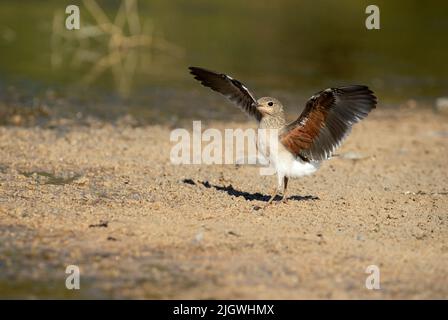 Un adulte a fait un collage à pratincole en volant dans la dernière lumière de l'après-midi dans une zone humide du centre de l'Espagne Banque D'Images