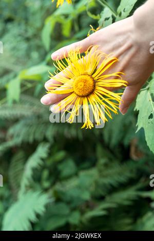 Fleur jaune d'élecampane officinalis à la main gros plan sur fond vert naturel Inula helenium, cheval-guérir ou elfdock plantes médicinales, Banque D'Images