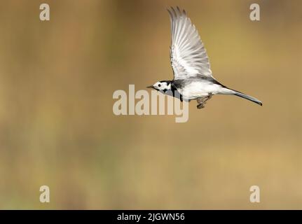 Un pied Wagtail (Motacilla alba), en vol, Norfolk Banque D'Images