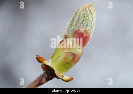 Au printemps, les bourgeons d'un châtaignier fleurissent Banque D'Images