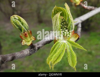 Au printemps, les bourgeons d'un châtaignier fleurissent Banque D'Images