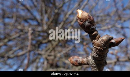 Bourgeons fleuris sur le cerisier au printemps Banque D'Images