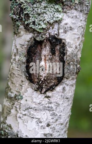 Tronc de bouleau. Gros plan de l'écorce de bouleau. Écorce de bouleau. Aboiement de l'ancien arbre endommagé. Une blessure sur une surface en bois à partir d'une branche cassée. Banque D'Images