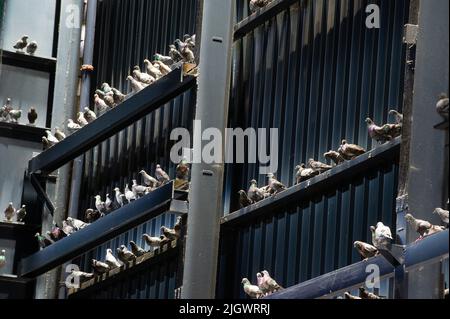 13 /07/2021 -Milano = spectacle de Maurizio Cattelan dans Hangar Bicocca: Souffle fantômes aveugles. Photo: Fantômes, 2021, Pigeons dans la taxidermie Banque D'Images