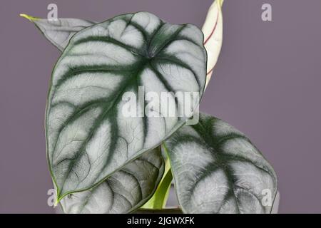 Feuille de la maison exotique 'Alocasia Baginda Silver Dragon' Banque D'Images