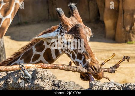 Le portrait d'une girafe réticulée mâchant la branche Banque D'Images