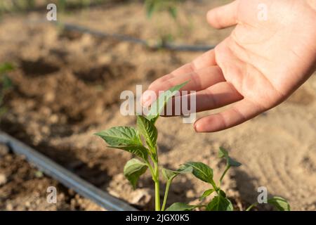 Plante de poivre, femme touchant la main de l'usine de poivre dans le jardin. Elle vérifie les semis de poivre qu'elle a plantés. Banque D'Images