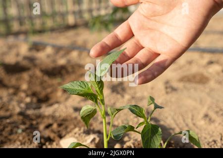 Main femelle touchant la feuille de poivre. La femme caucasienne plante une plantule de poivre. Concentration sélective sur la main et la plante. Arrière-plan du sol flou. Banque D'Images