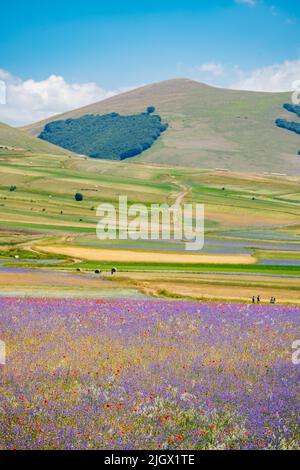 Paysage en fleur, floraison à Castelluccio - Ombrie, Italie. Banque D'Images