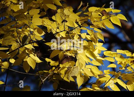 Feuille d'automne sur une branche d'arbre dans des rayons de soleil de lumière Banque D'Images