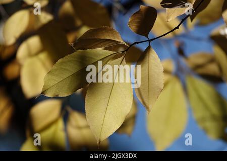 Feuille d'automne sur une branche d'arbre dans des rayons de soleil de lumière Banque D'Images